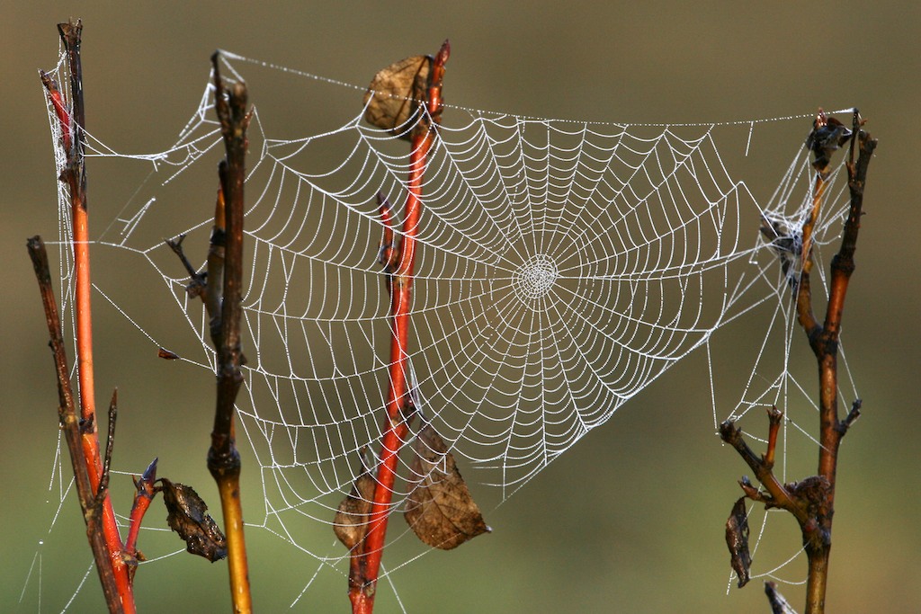 why-spiders-build-webs-and-other-facts-about-webs
