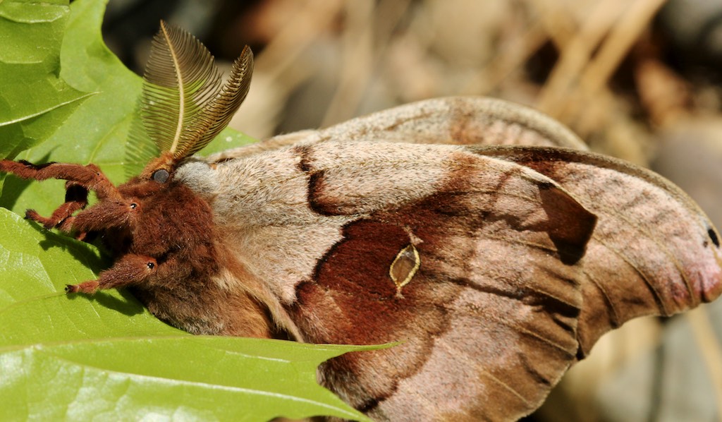 Polyphemus Moth One Of Our Largest Moths Naturally North Idaho