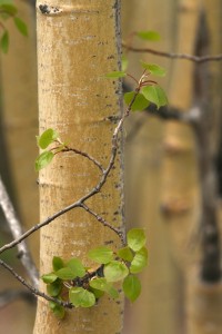 Young aspen tree