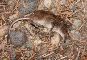 Shrews resemble mice but they have a pointed snout, small ears and tiny eyes