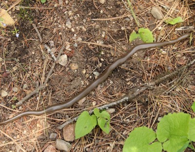 A boa constrictor in Idaho!