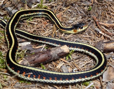 Garter snakes most common snake in Idaho