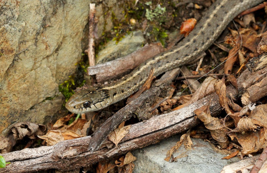 Western terrestrial garter snake