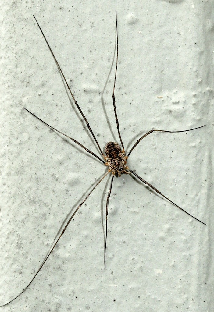 OUTDOORS: Daddy Longlegs belong in a class all their own - Orillia