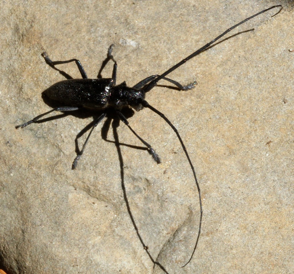 Adult white-spotted sawyers feed on the undersurface of twigs, sometimes girdling the twig. If cold weather arrives before the tree can heal, the twig may die. 