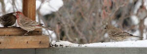 Male and female house finch