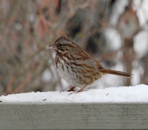 Song sparrow