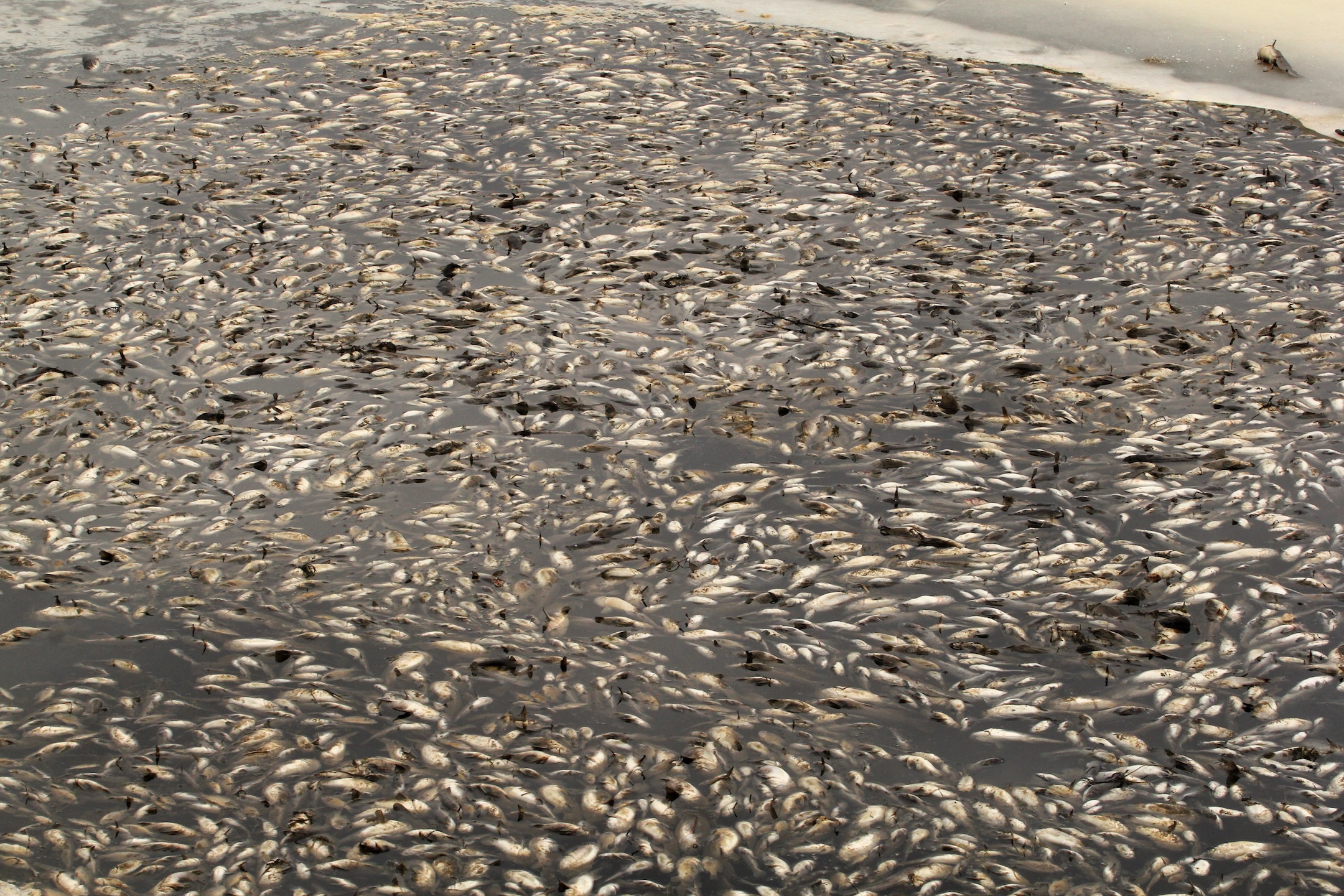 Why do fish float when dead? - Naturally North Idaho