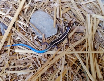 Elusive “blue-tailed” western skink