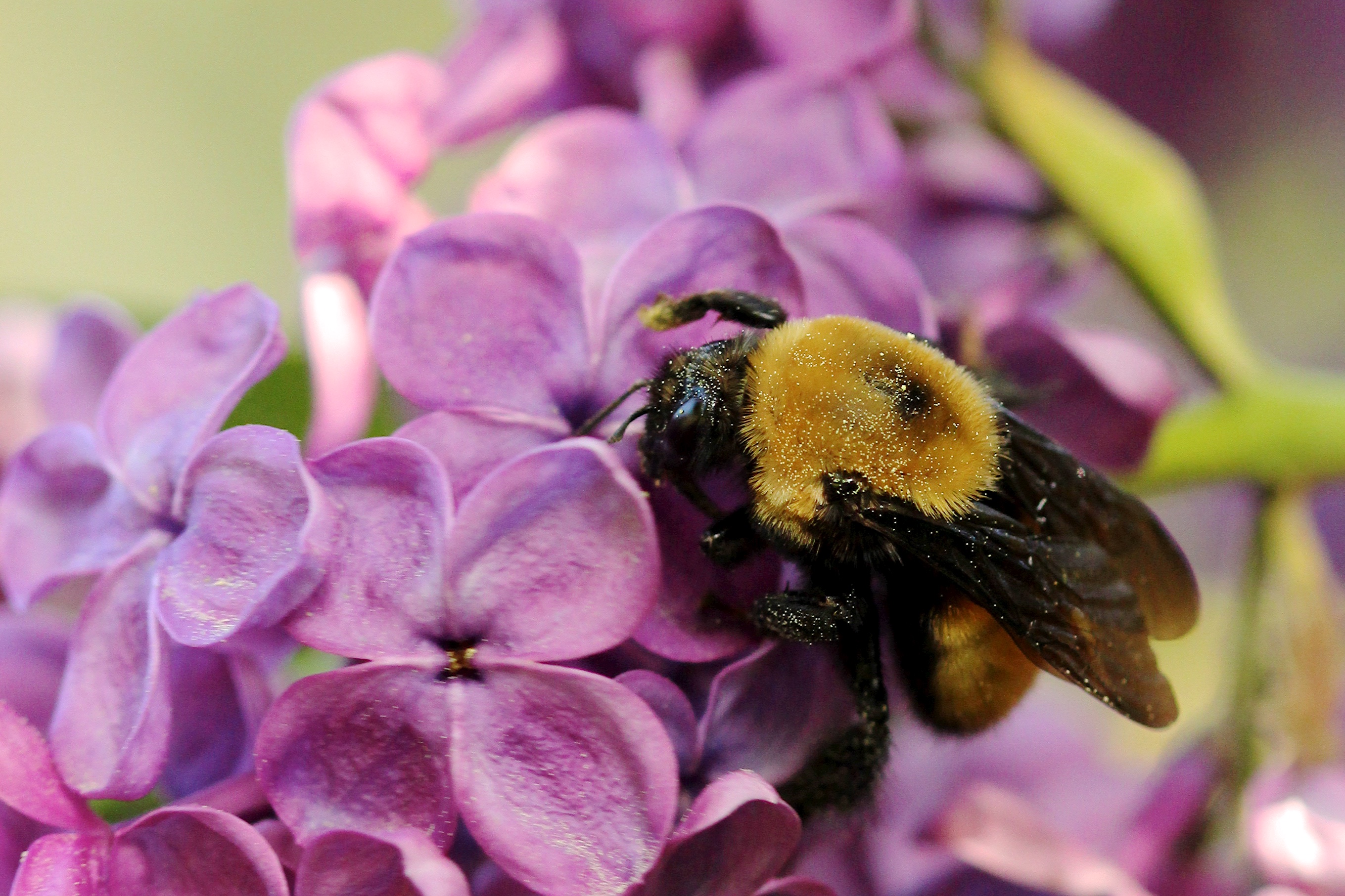 A bumblebee on lilac flowers.