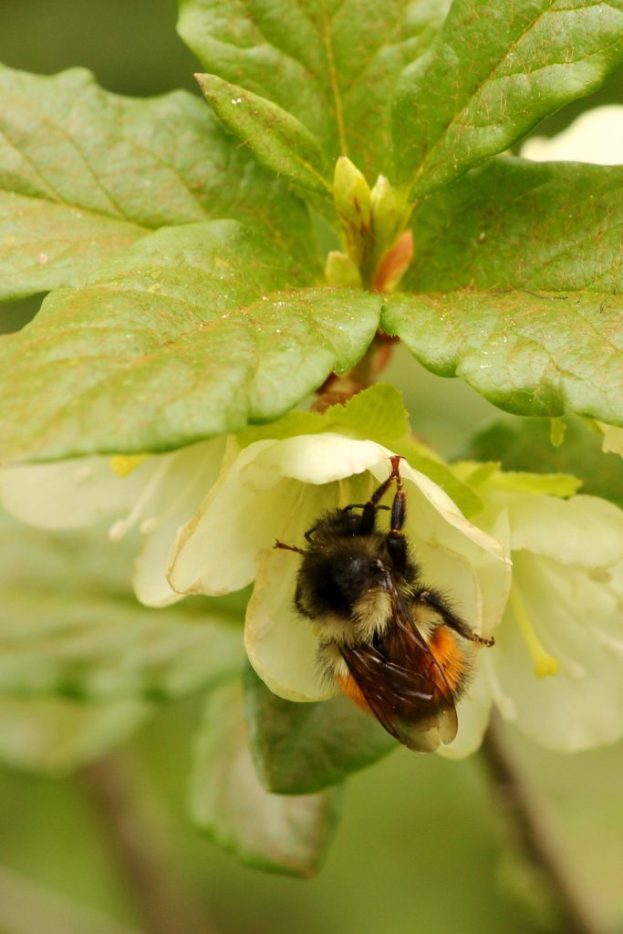 A bumblebee pollinating a flower.