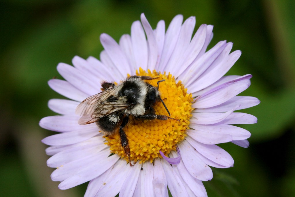 A bumblebee on a purple aster flower.