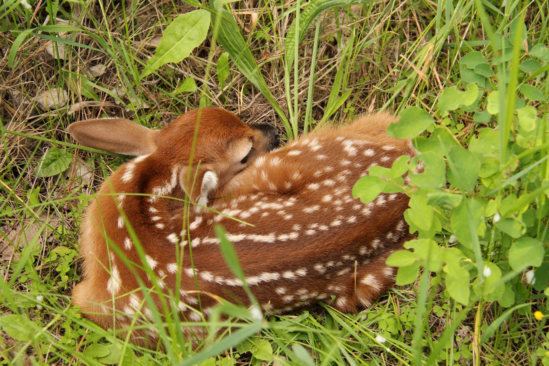 Fawn