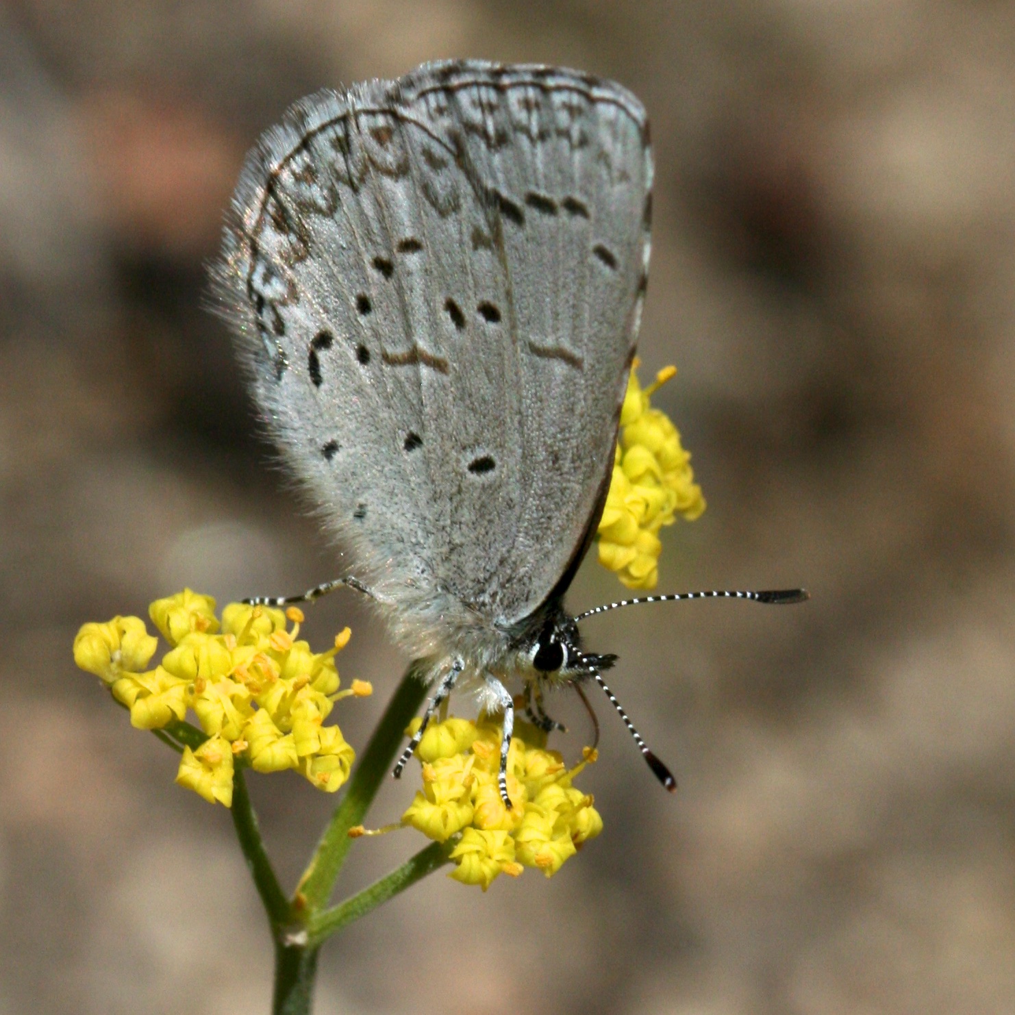 Pollinators-butterfly