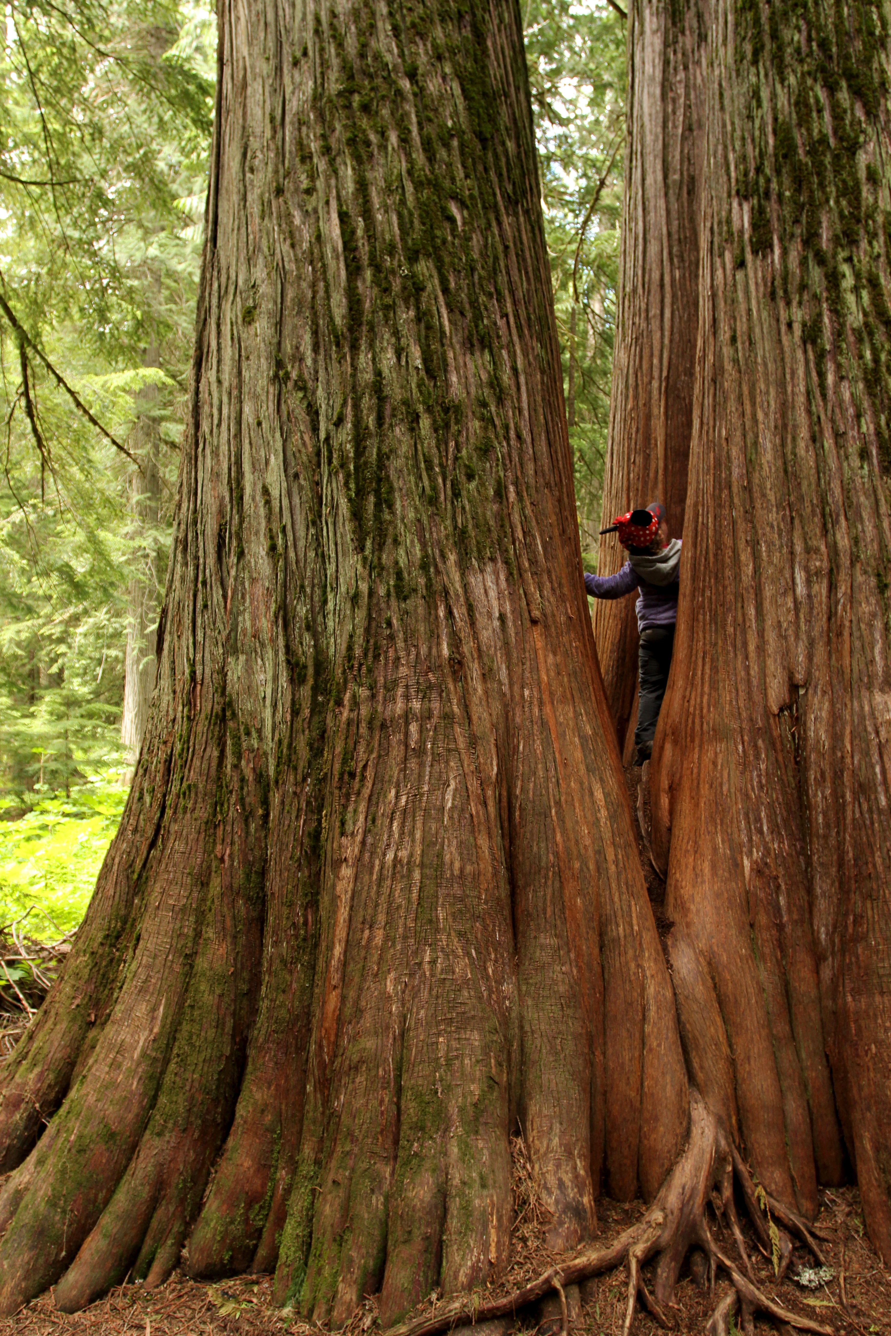 Ross Creek Cedars-summer (1)