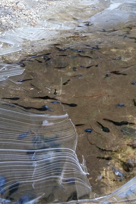 Frog life cycle tadpoles Oct