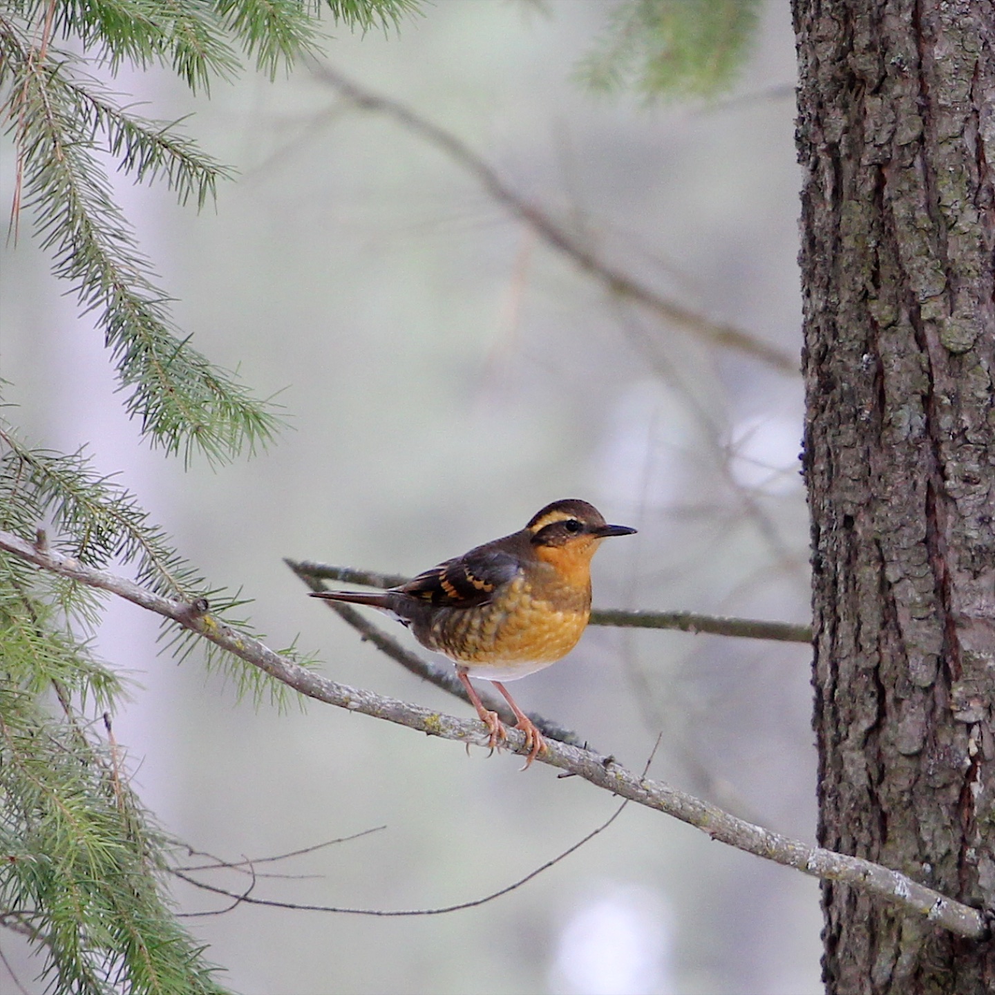 Varied thrush