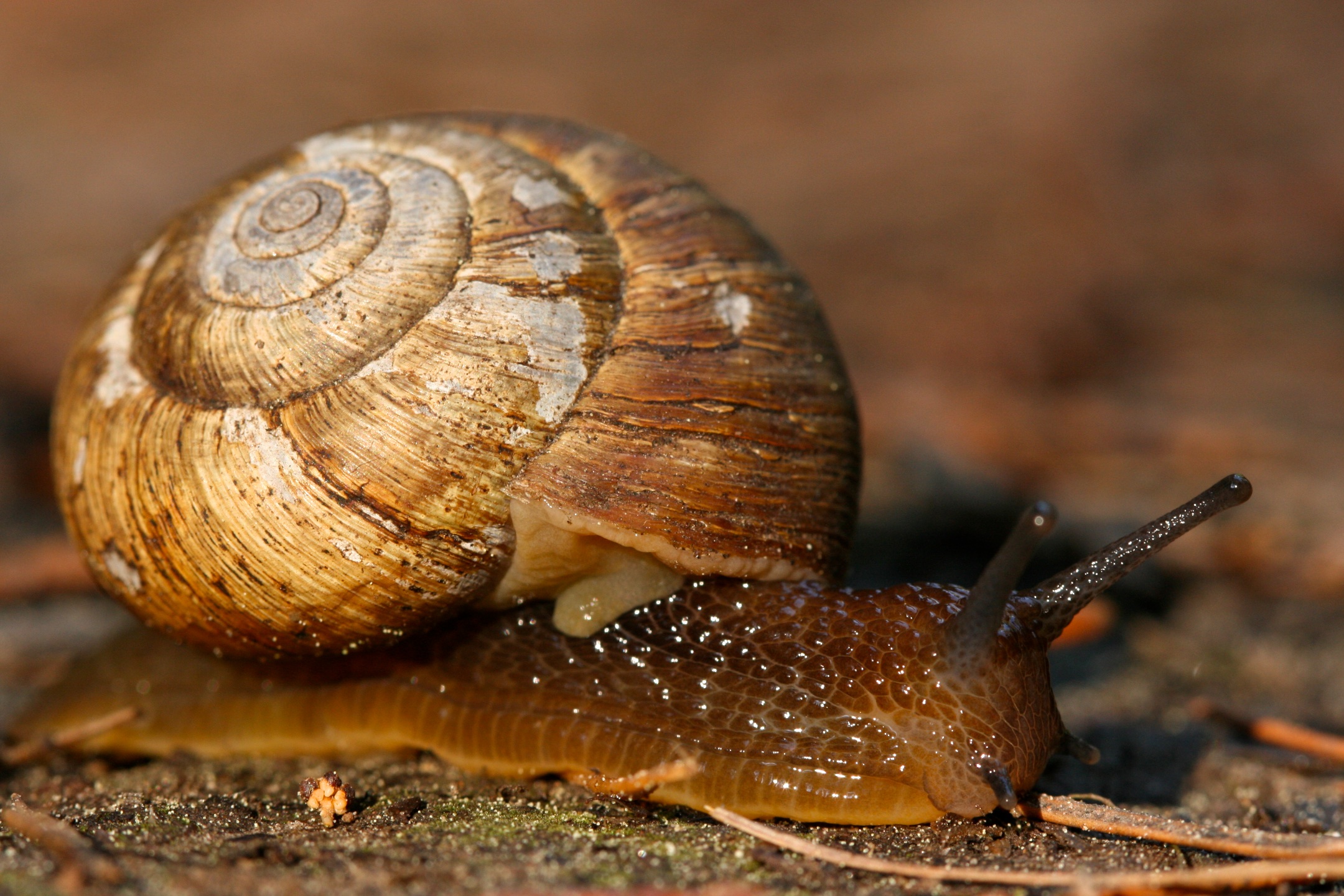 Old snail on forest floor.