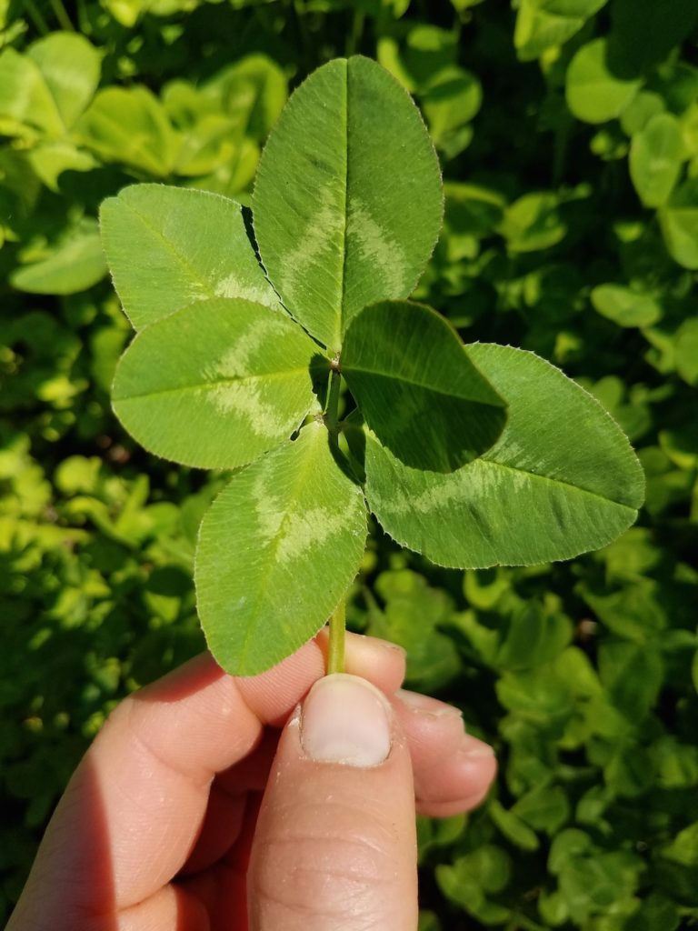 Lucky Day! Why you find four-leaf clovers and five-leaf clovers