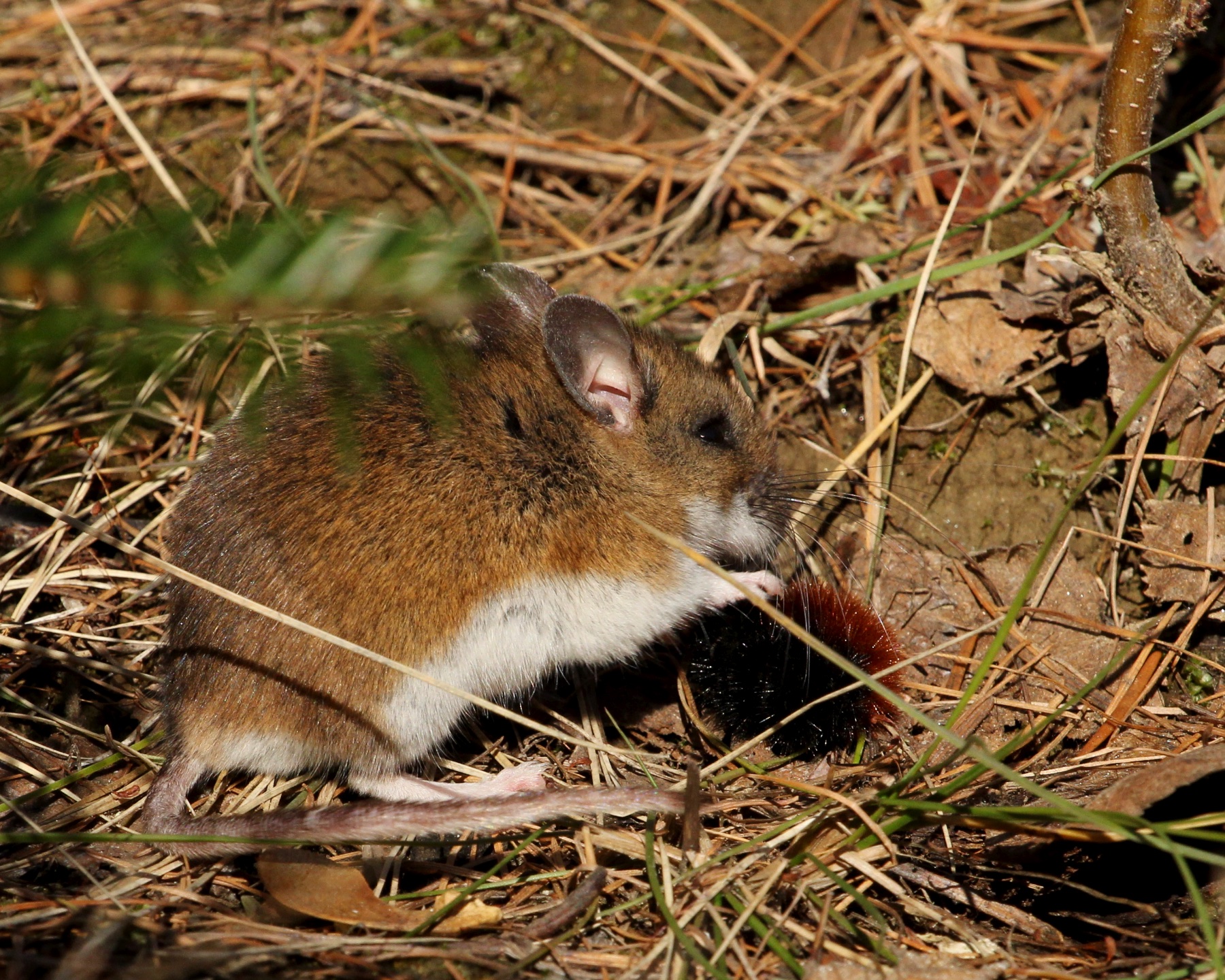 Deer mouse eating caterpillar