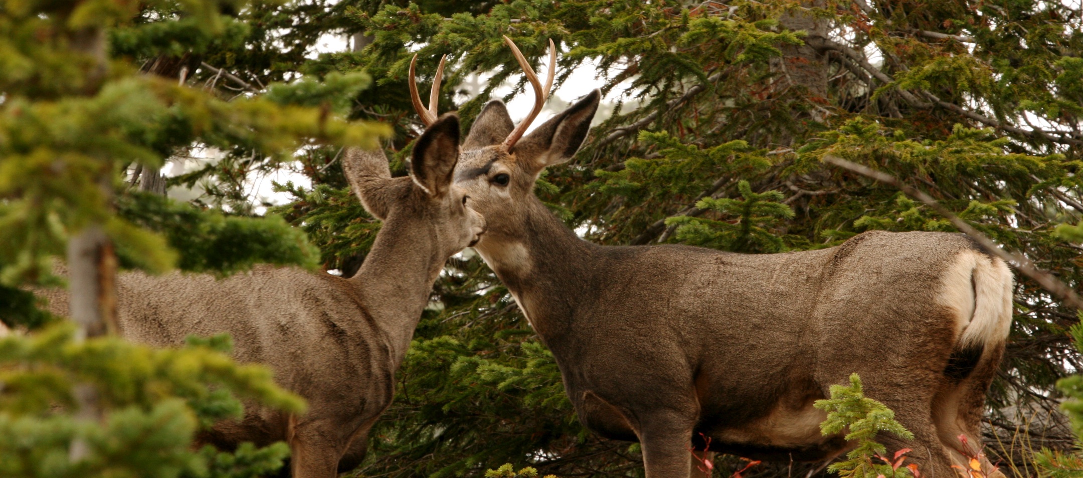 Large ears, white rump, black-tipped tail and forked antlers identify a mule deer.