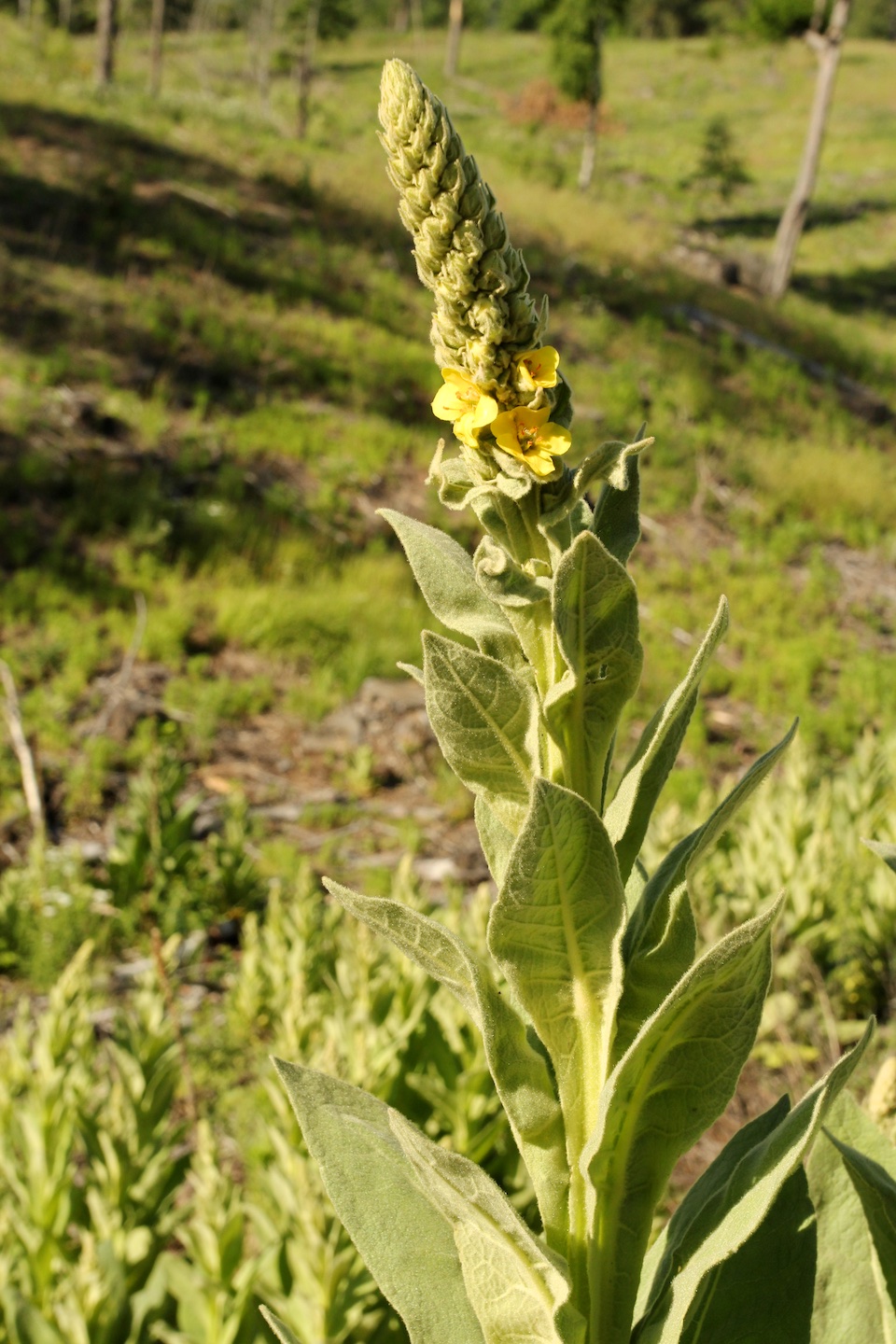 Mullein flower stalk with three yellow flowers open.