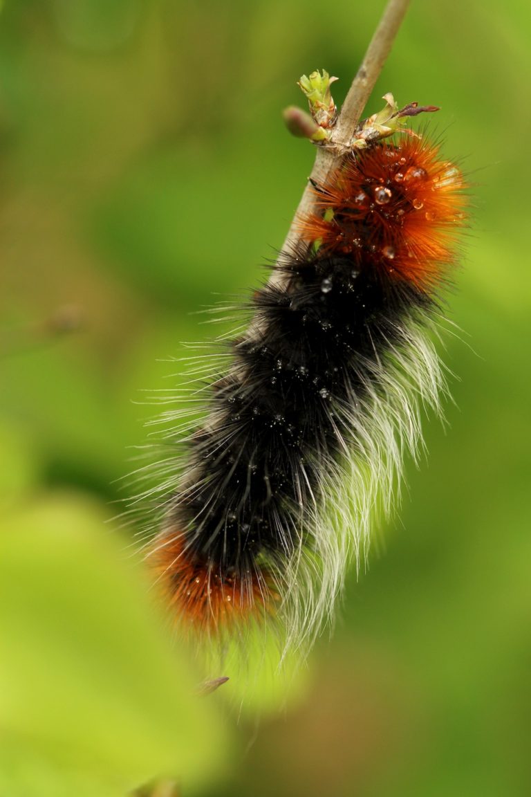 Caterpillar to moth with a Ranchman’s tiger moth – Naturally North Idaho