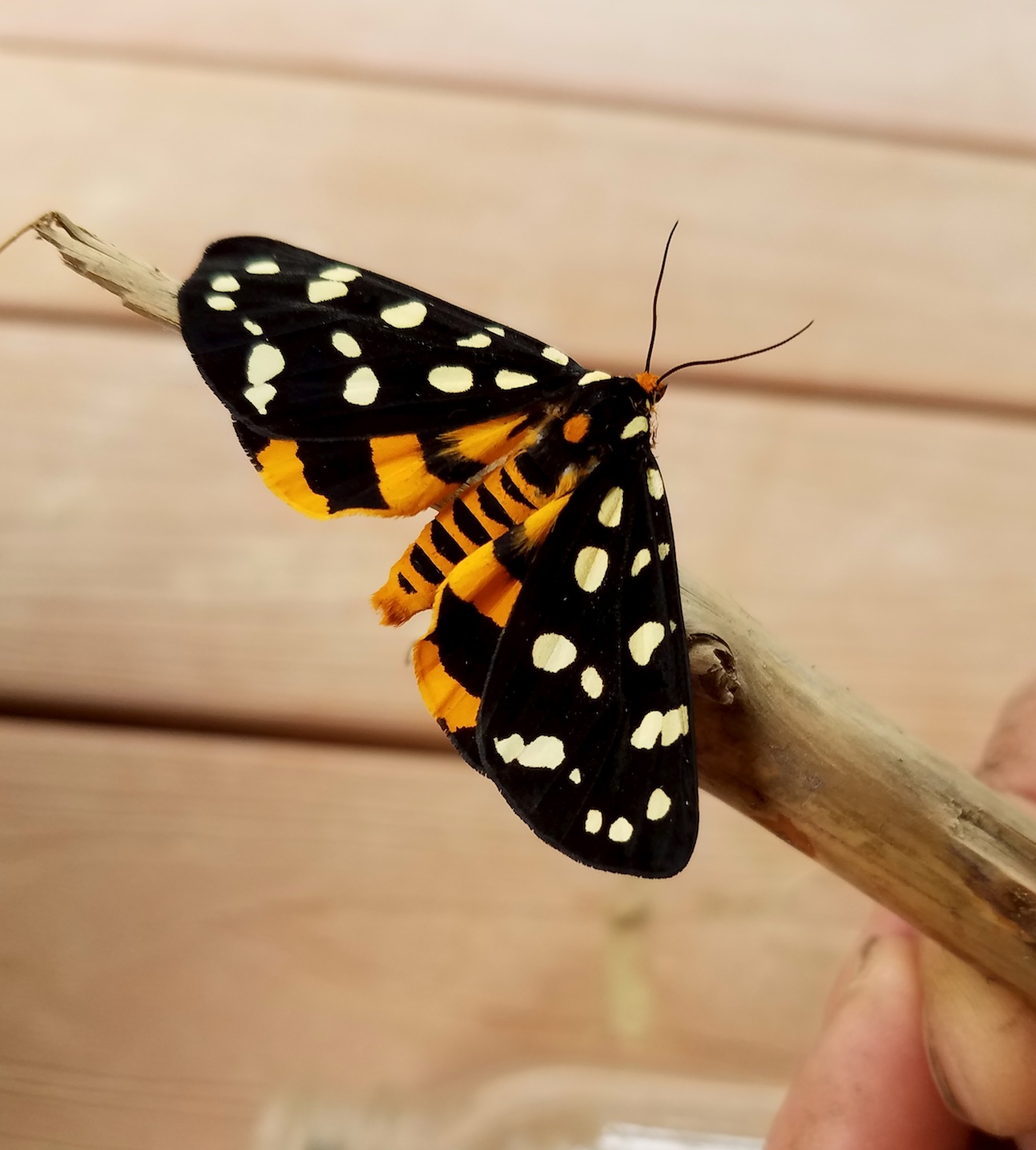 Bold markings are characteristic of tiger moths and can include stripes, spots or bands on their wings and body.