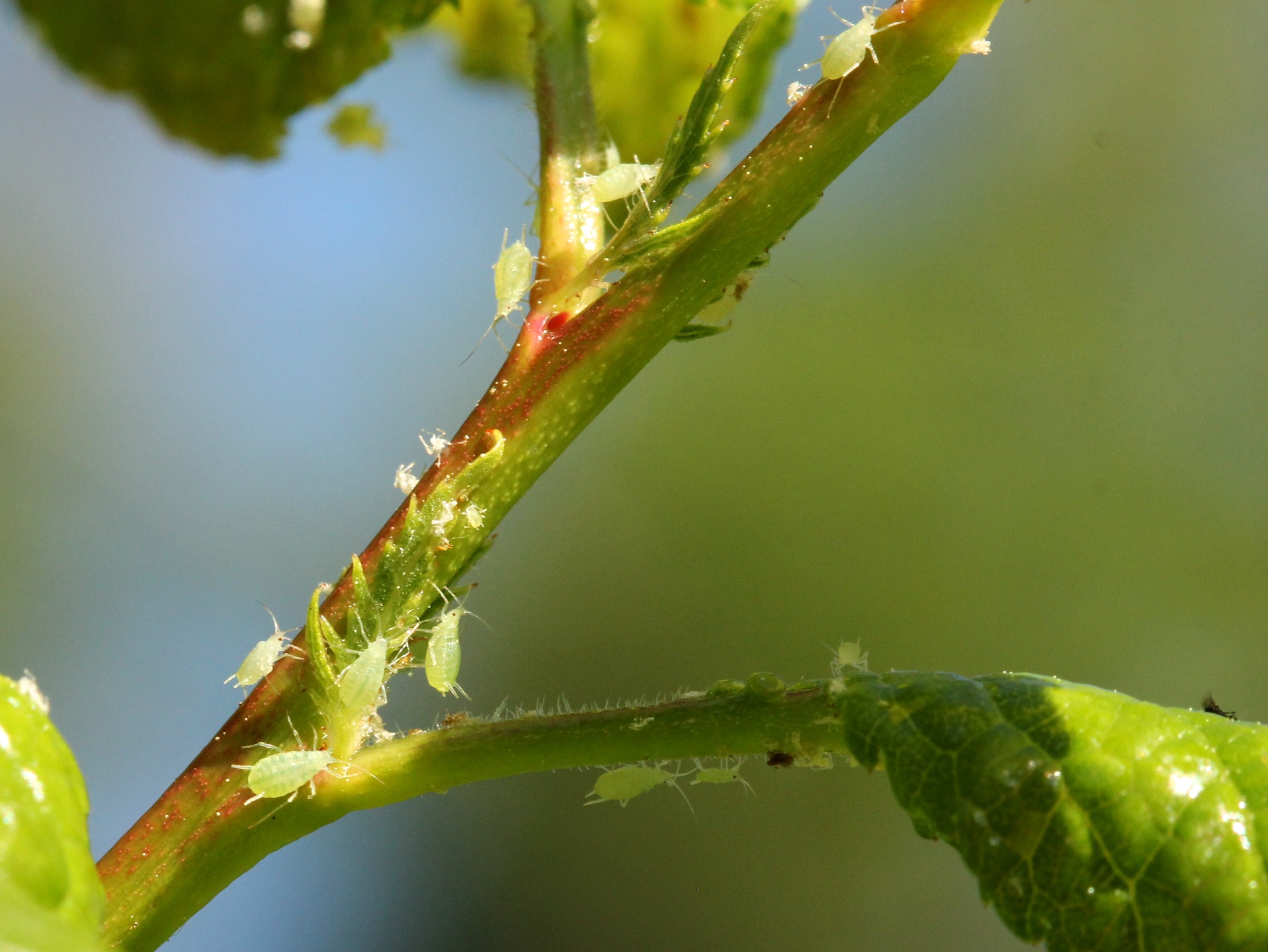 Aphids feeding on the stem of a fruit tree.