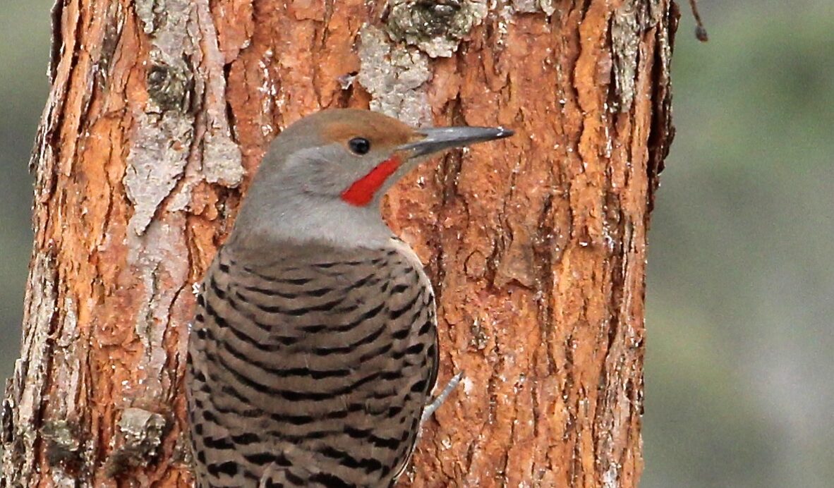 Male red-shafted Northern Flicker