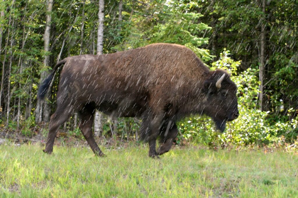 A wood buffalo walking in the rain.