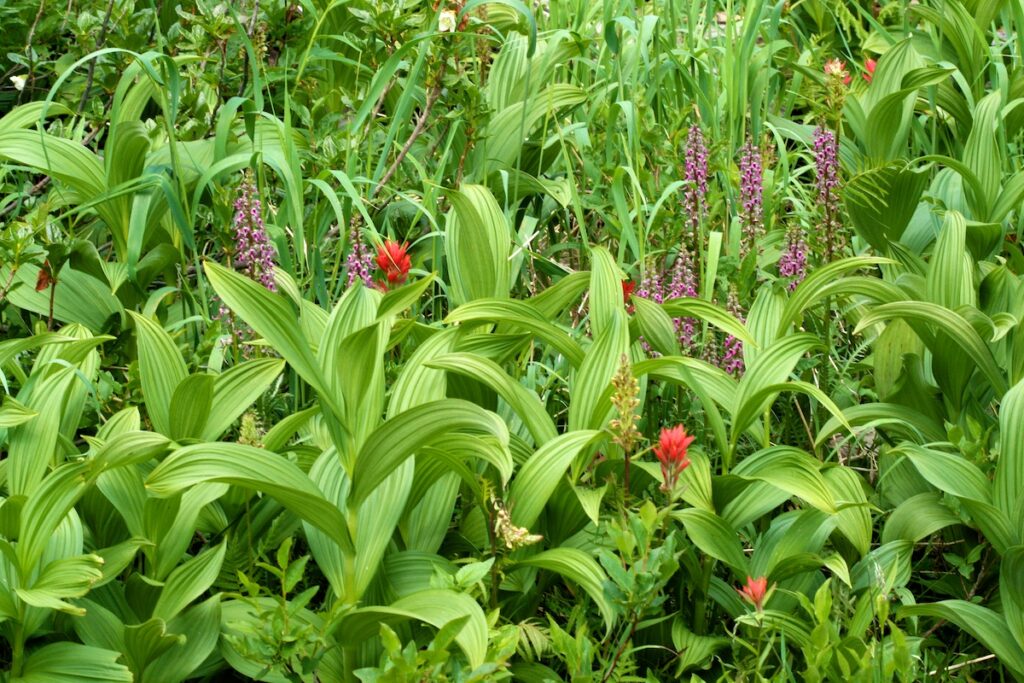 A field of wildflowers including corn lily, Indian paintbrush, and elephant's head.