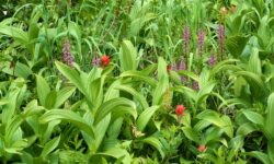 A field of wildflowers including corn lily, Indian paintbrush, and elephant's head.