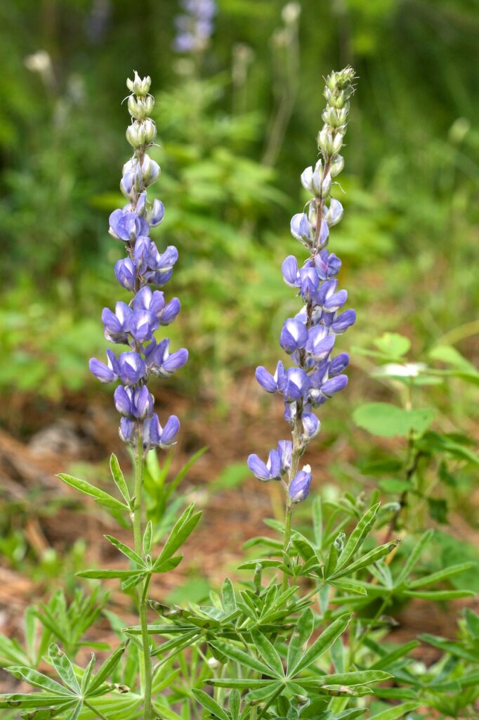 Two lupine flower stalks blooming purple.