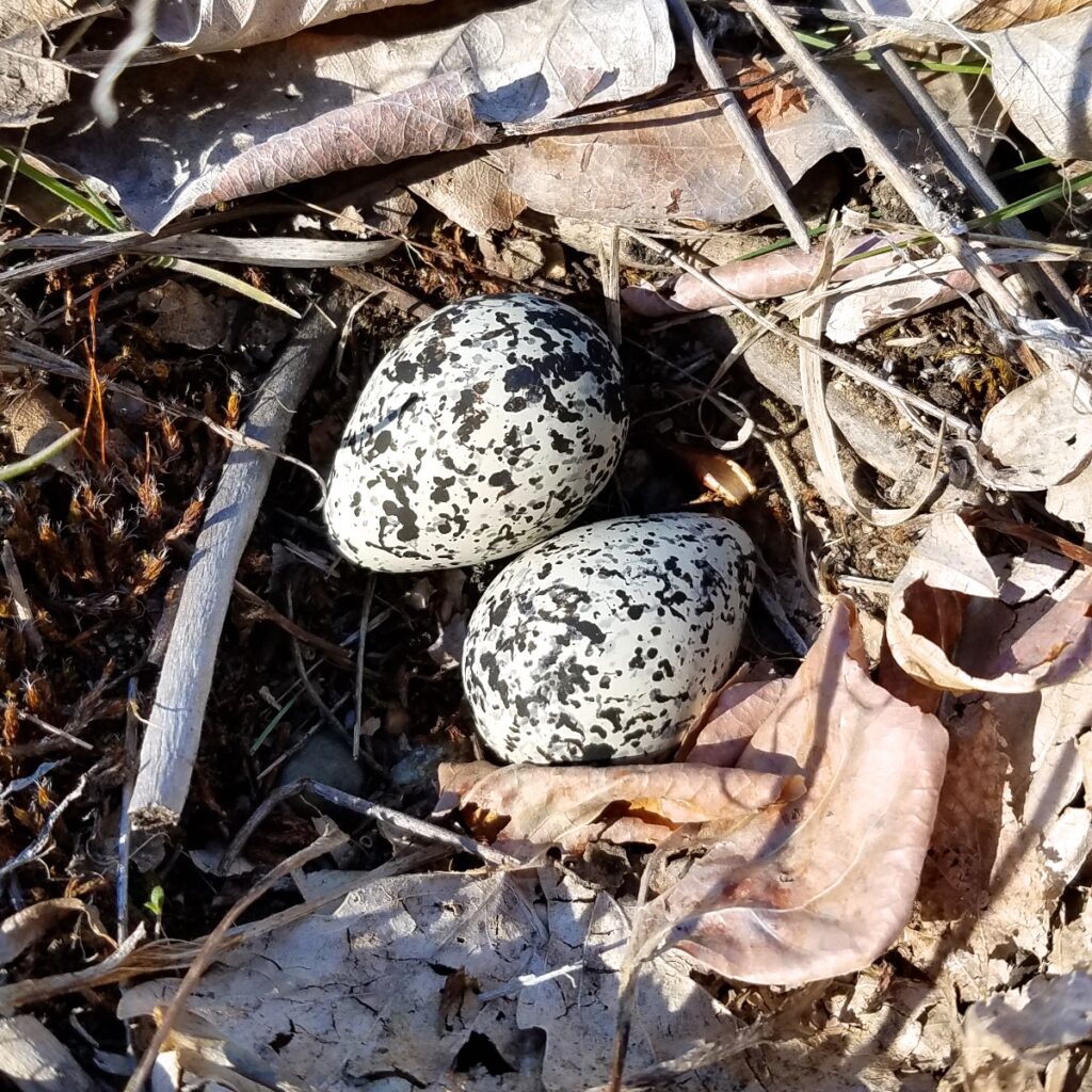 Two bird eggs in a ground nest. Eggs are pointed with a cream background and splotches of gray and black.