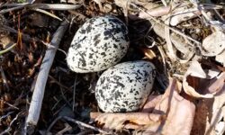 Two bird eggs in a ground nest. Eggs are pointed with a cream background and splotches of gray and black.