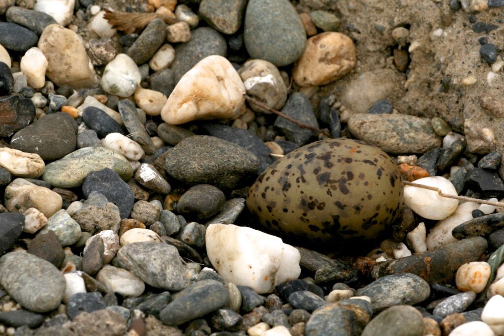 Arctic Tern egg on rock nest. Brown with dark brown speckles and slightly pointed.