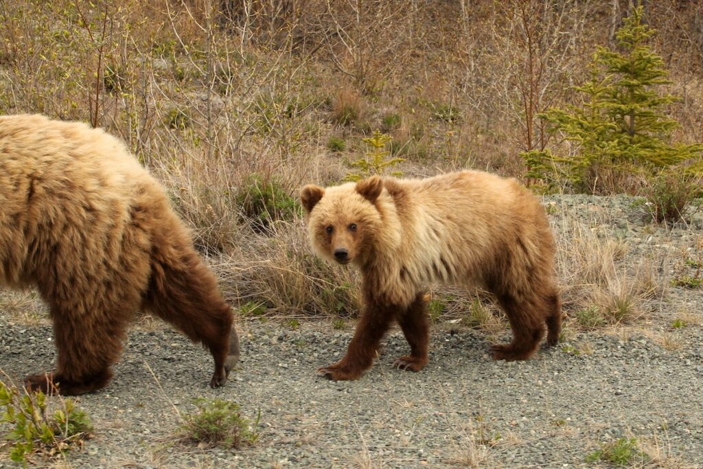 A grizzly bear cub following the sow.