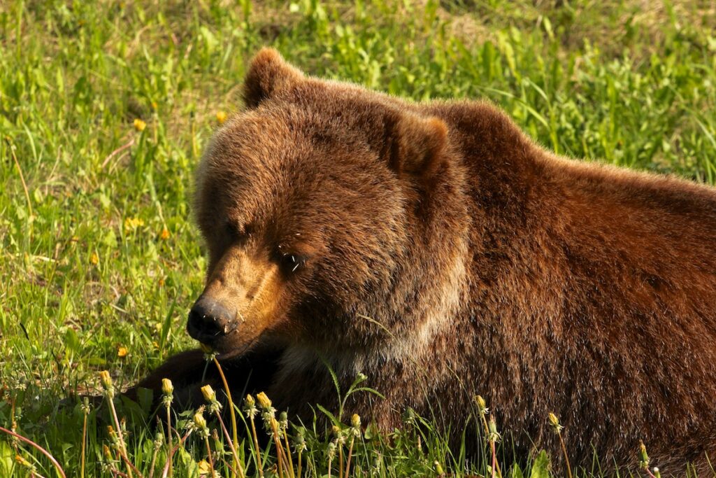 A grizzly bear laying down eating dandelions. Porcupine quills in its muzzle.