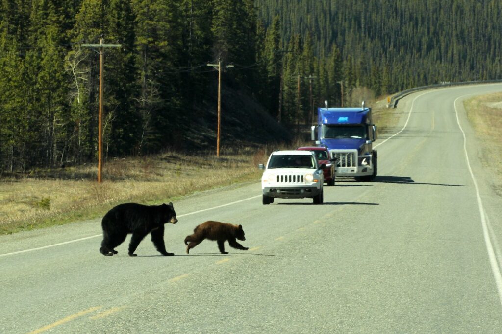 A mama black bear and a cinnamon-colored cub running across the road in front of traffic on the Alaska Highway.