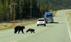 A mama black bear and a cinnamon-colored cub running across the road in front of traffic on the Alaska Highway. Wildlife abound while driving to Alaska.