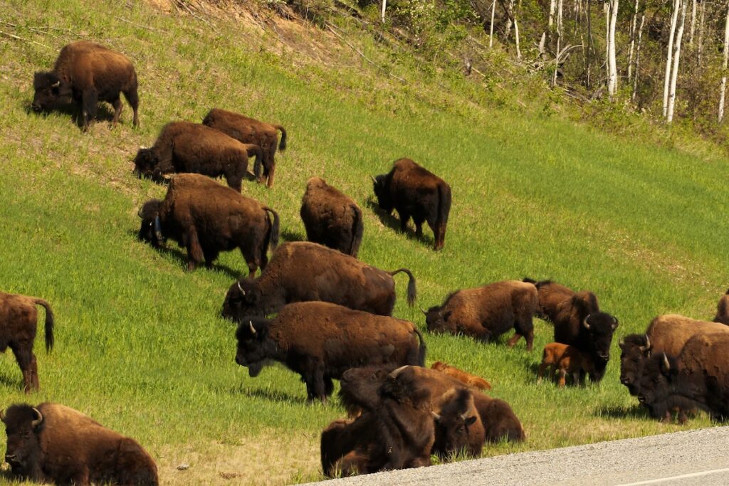 Wood bison grazing next to the Alaska Highway near Liard River Hot Springs. Two calves and almost 20 adults.