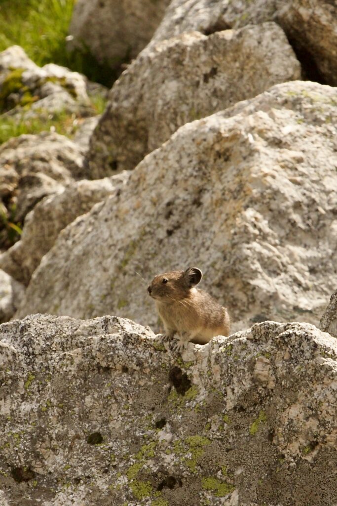 American pika on talus slope looking left.